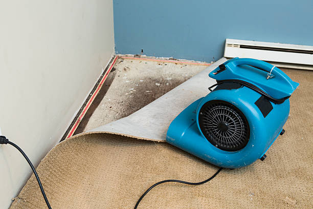 Best Mold removal after water damage  in Beacon Hill, WA